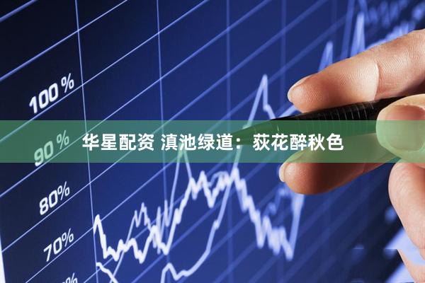 华星配资 滇池绿道:荻花醉秋色